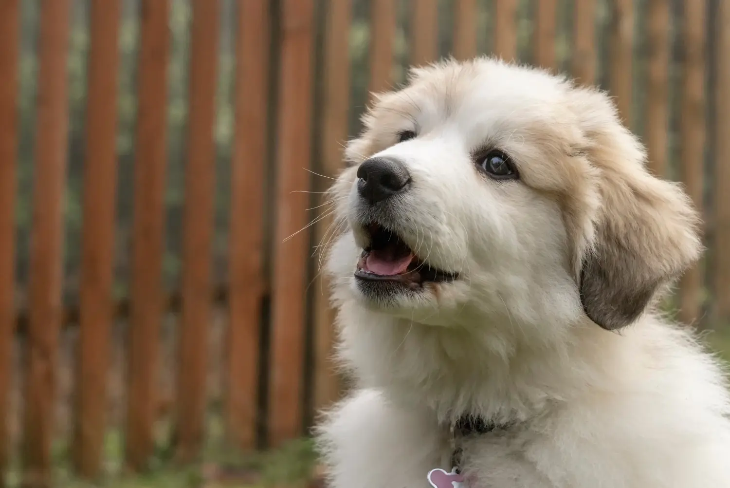 Acheter un chiot Montagne des Pyrénées, c'est prendre ses responsabilités ! Acheter un chiot chien de montagne des Pyrénées.