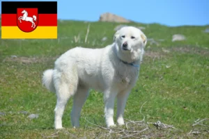 Lire la suite à propos de l’article Chien de montagne des Pyrénées éleveurs et chiots en Basse-Saxe
