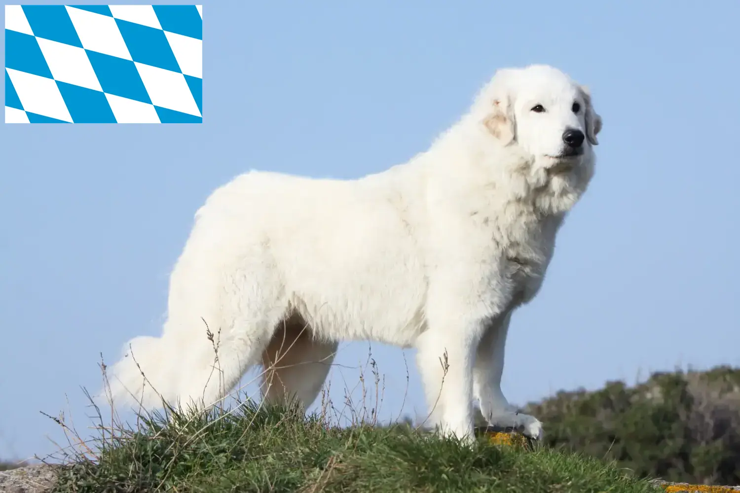 Chien de montagne des Pyrénées chiots et éleveurs Bavière Ici, tu trouveras des éleveurs de chiens de montagne des Pyrénées en Bavière.