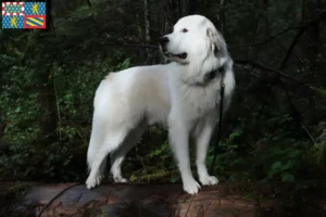 Lire la suite à propos de l’article Éleveurs de chiens de montagne des Pyrénées et chiots en Bourgogne-Franche-Comté