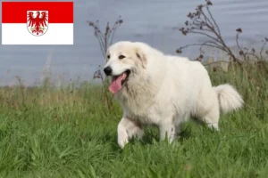 Lire la suite à propos de l’article Chien de montagne des Pyrénées éleveurs et chiots dans le Brandebourg