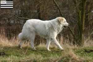 Lire la suite à propos de l’article Éleveurs de chiens de montagne des Pyrénées et chiots en Bretagne