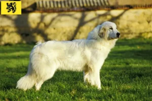 Lire la suite à propos de l’article Chien de Montagne des Pyrénées éleveurs et chiots en Flandre