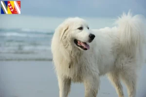 Lire la suite à propos de l’article Chien de Montagne des Pyrénées éleveurs et chiots dans le Grand Est