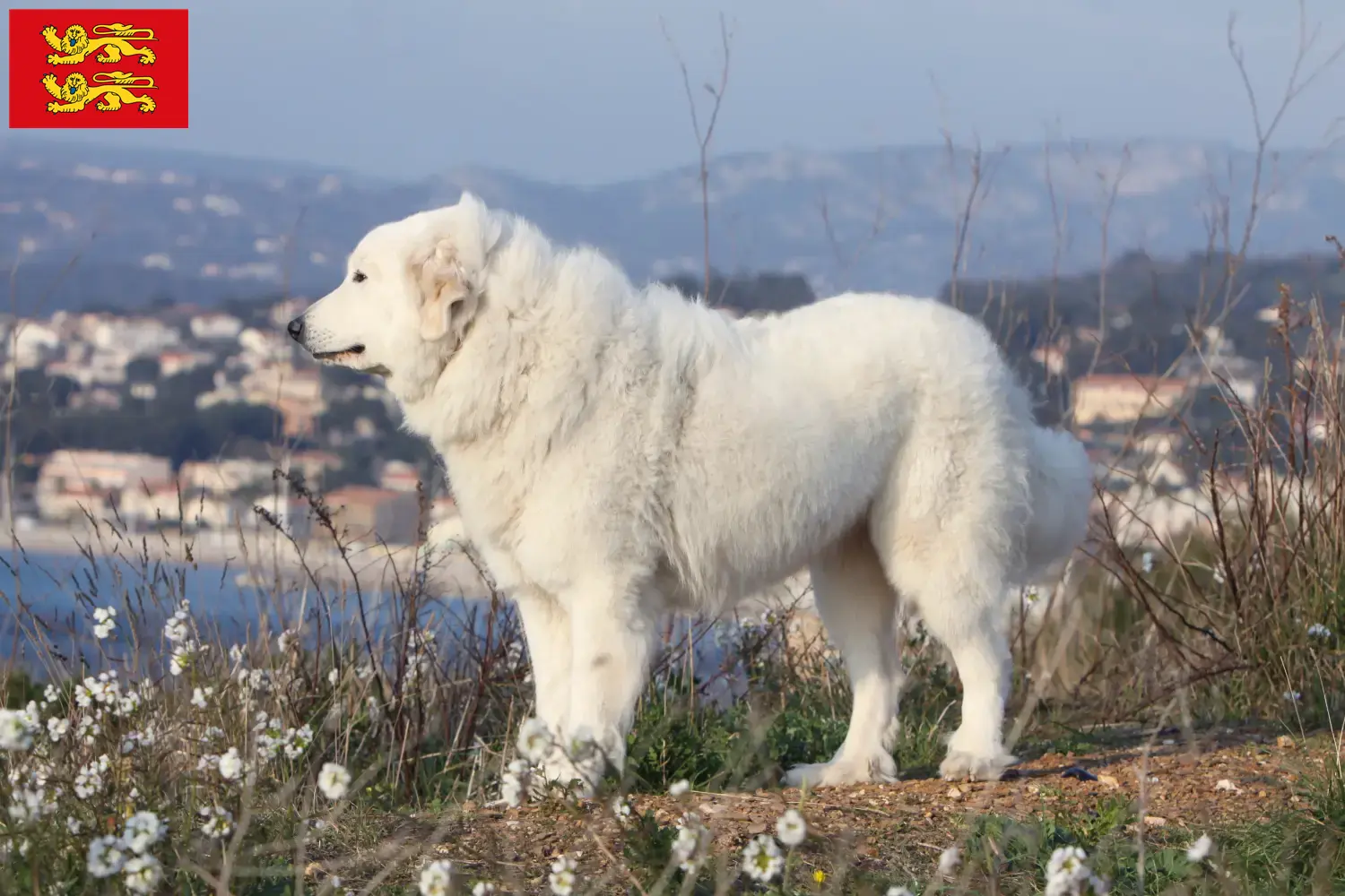 Chien de montagne des Pyrénées chiots et éleveurs Normandie Ici, tu trouveras des éleveurs de chiens de montagne des Pyrénées en Normandie.