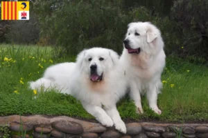 Lire la suite à propos de l’article Éleveurs de chiens de montagne des Pyrénées et chiots en Provence-Alpes-Côte d’Azur