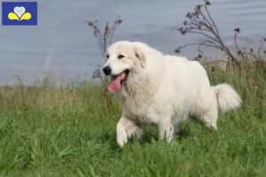 Lire la suite à propos de l’article Éleveurs de chiens de montagne des Pyrénées et chiots en Région de Bruxelles-Capitale