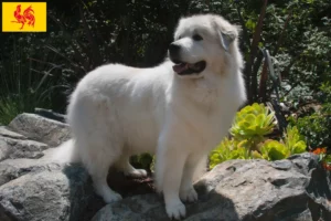 Lire la suite à propos de l’article Chien de Montagne des Pyrénées éleveurs et chiots en Région Wallonne