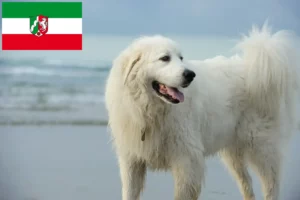 Lire la suite à propos de l’article Chien de Montagne des Pyrénées éleveurs et chiots en Rhénanie du Nord-Westphalie