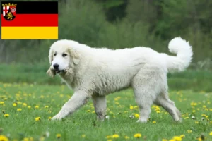 Lire la suite à propos de l’article Chien de Montagne des Pyrénées éleveurs et chiots en Rhénanie-Palatinat