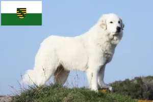 Lire la suite à propos de l’article Chien de Montagne des Pyrénées éleveurs et chiots en Saxe