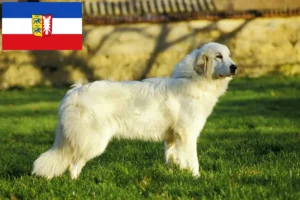 Lire la suite à propos de l’article Chien de Montagne des Pyrénées éleveurs et chiots dans le Schleswig-Holstein
