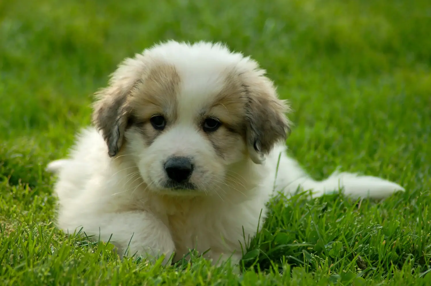 Acheter un chiot Montagne des Pyrénées, c'est prendre ses responsabilités ! Acheter un chiot chien de montagne des Pyrénées.