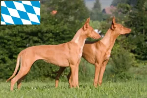 Lire la suite à propos de l’article Chien de pharaon éleveurs et chiots en Bavière