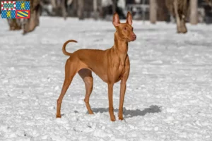 Lire la suite à propos de l’article Éleveurs de chiens pharaons et chiots en Bourgogne-Franche-Comté