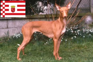 Lire la suite à propos de l’article Eleveurs de chiens pharaons et chiots à Brême