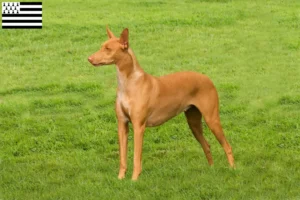 Lire la suite à propos de l’article Éleveurs de chiens pharaons et chiots en Bretagne