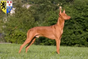 Lire la suite à propos de l’article Éleveurs de chiens pharaons et chiots en Hauts-de-France