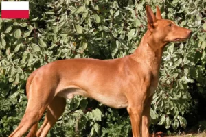 Lire la suite à propos de l’article Éleveurs de chiens pharaons et chiots en Pologne