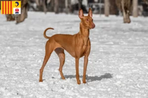 Lire la suite à propos de l’article Éleveurs de chiens pharaons et chiots en Provence-Alpes-Côte d’Azur
