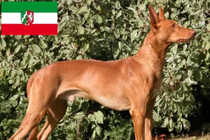 Lire la suite à propos de l’article Chien de pharaon Éleveurs et chiots en Rhénanie-du-Nord-Westphalie