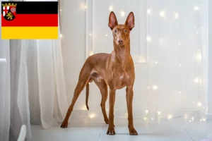 Lire la suite à propos de l’article Chien de pharaon éleveurs et chiots en Rhénanie-Palatinat
