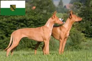 Lire la suite à propos de l’article Chien de pharaon éleveurs et chiots en Saxe