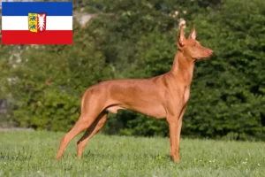 Lire la suite à propos de l’article Chien de pharaon éleveurs et chiots dans le Schleswig-Holstein