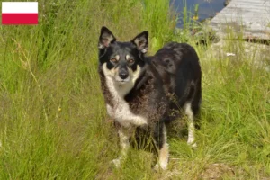 Lire la suite à propos de l’article Éleveurs de chiens de rennes lapons et chiots en Pologne