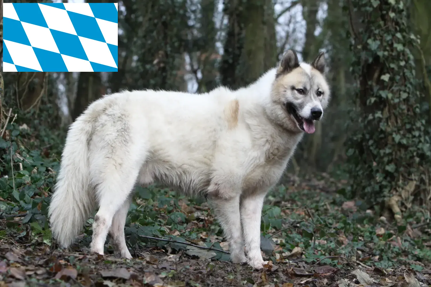 Chien du Groenland chiots et éleveurs Bavière Ici, tu trouveras des éleveurs de chiens du Groenland en Bavière.