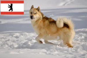 Lire la suite à propos de l’article Éleveurs de chiens du Groenland et chiots à Berlin