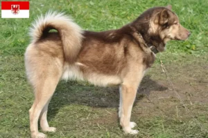 Lire la suite à propos de l’article Éleveurs de chiens du Groenland et chiots dans le Brandebourg