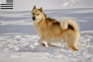 Lire la suite à propos de l’article Éleveurs de chiens du Groenland et chiots en Bretagne
