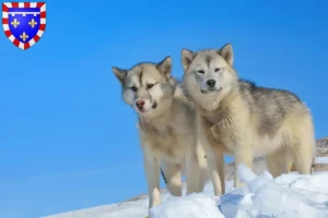 Lire la suite à propos de l’article Éleveurs de chiens du Groenland et chiots en Centre-Val de Loire