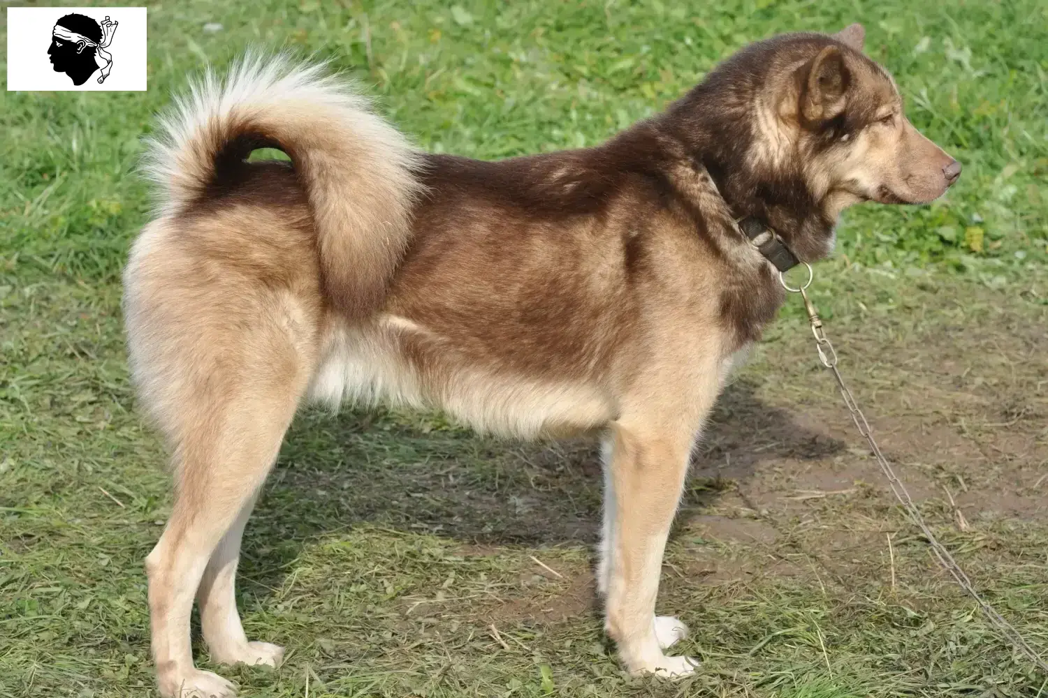 Chien du Groenland chiots et éleveurs Corse Ici, vous trouverez des éleveurs de chiens du Groenland en Corse.