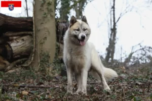 Lire la suite à propos de l’article Éleveurs de chiens du Groenland et chiots en Hesse