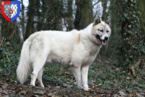 Lire la suite à propos de l’article Éleveurs de chiens du Groenland et chiots en Pays de la Loire