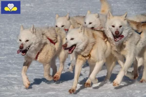 Lire la suite à propos de l’article Éleveurs de chiens du Groenland et chiots en Région de Bruxelles-Capitale