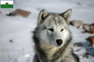 Lire la suite à propos de l’article Éleveurs de chiens du Groenland et chiots en Saxe