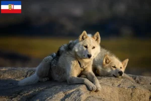 Lire la suite à propos de l’article Éleveurs de chiens du Groenland et chiots dans le Schleswig-Holstein