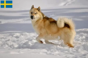 Lire la suite à propos de l’article Éleveurs de chiens du Groenland et chiots en Suède