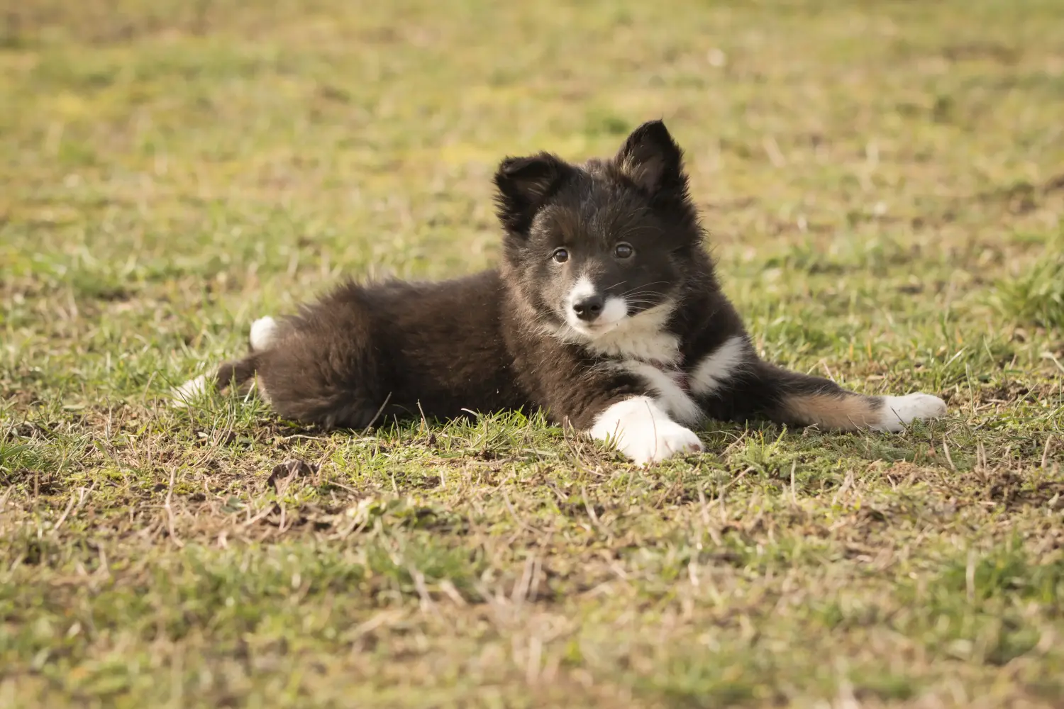 Acheter un chiot islandais, c'est prendre ses responsabilités ! Acheter un chiot chien islandais.