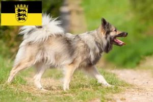 Lire la suite à propos de l’article Éleveurs de chiens islandais et chiots en Baden-Württemberg