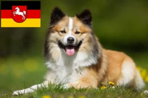 Lire la suite à propos de l’article Éleveurs de chiens islandais et chiots en Basse-Saxe