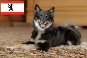 Lire la suite à propos de l’article Éleveurs de chiens islandais et chiots à Berlin