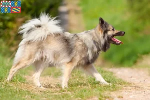 Lire la suite à propos de l’article Éleveurs de chiens islandais et chiots en Bourgogne-Franche-Comté