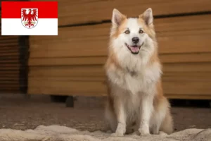 Lire la suite à propos de l’article Éleveurs de chiens islandais et chiots dans le Brandebourg