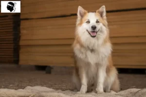 Lire la suite à propos de l’article Éleveurs de chiens islandais et chiots en Corse