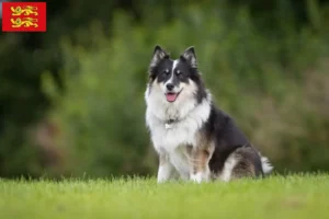 Lire la suite à propos de l’article Éleveurs de chiens islandais et chiots en Normandie