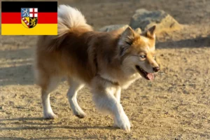 Lire la suite à propos de l’article Éleveurs de chiens islandais et chiots en Sarre
